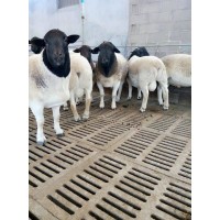 新疆托里縣多胎多肉杜寒改良繁殖母羊杜寒一代二代母羊