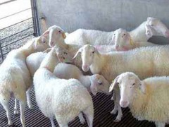 梁山縣湖羊養殖場大量出欄湖羊種公羊量大價格有手續齊全